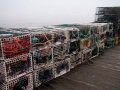 Atlantic Lobster