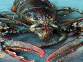Atlantic Lobster