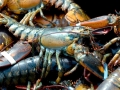 Atlantic Lobster