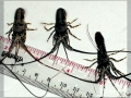 Atlantic Lobster