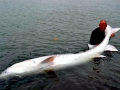 Atlantic Sturgeon