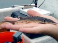 Sturgeon