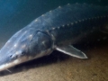 Sturgeon