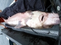 Sturgeon