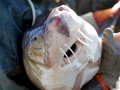 Atlantic Sturgeon