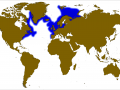 Atlantic Sturgeon