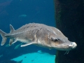 Atlantic Sturgeon