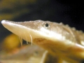 Atlantic Sturgeon
