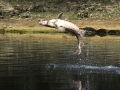 Atlantic Sturgeon