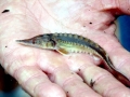 Atlantic Sturgeon