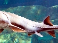 Sturgeon