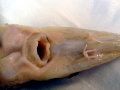 Sturgeon