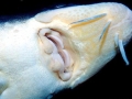 Sturgeon
