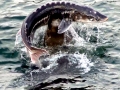 Sturgeon