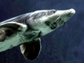 Atlantic Sturgeon