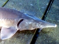 Sturgeon
