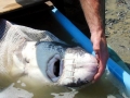 Sturgeon