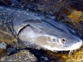 Atlantic Sturgeon