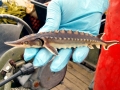 Sturgeon