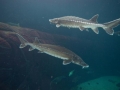 Atlantic Sturgeon