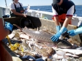 Sturgeon