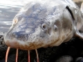 Atlantic Sturgeon