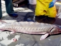 Sturgeon
