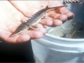 Sturgeon