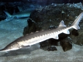 Atlantic Sturgeon