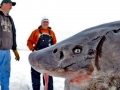 Sturgeon