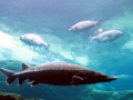 Sturgeon