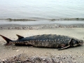 Sturgeon