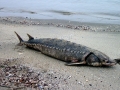 Sturgeon