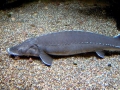 Sturgeon