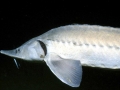 Atlantic Sturgeon