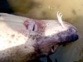 Sturgeon