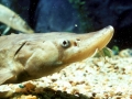 Sturgeon