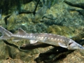 Atlantic Sturgeon
