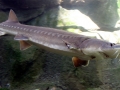 Sturgeon