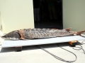 Sturgeon
