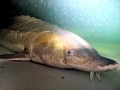 Atlantic Sturgeon