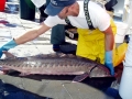 Sturgeon