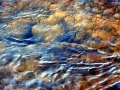 Sturgeon