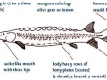 Sturgeon