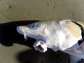 Atlantic Sturgeon