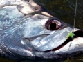 Tarpon