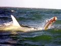 Tarpon
