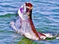 Tarpon