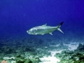 Tarpon
