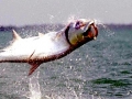 Tarpon